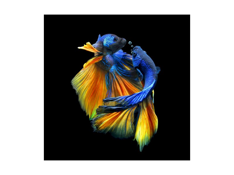OBRAZ BETTA I 80X80