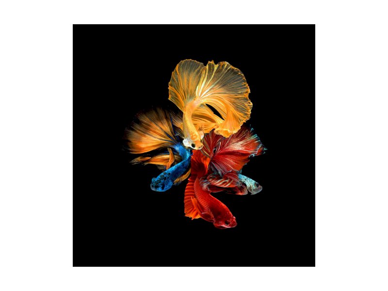 OBRAZ BETTA II 80X80