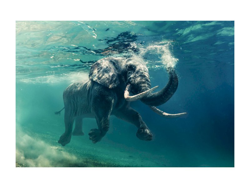 OBRAZ ELEPHANT 120X80