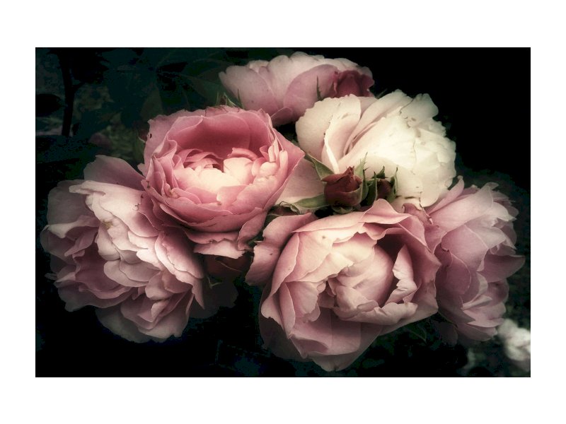 OBRAZ FLOWERS I 120X80