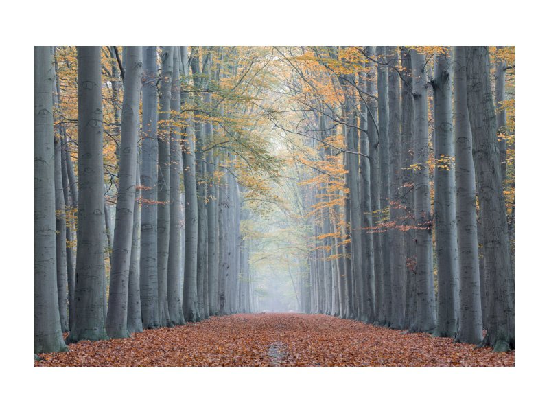OBRAZ TREES II 120X80