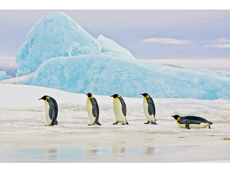 OBRAZ PENGUINS 120X80